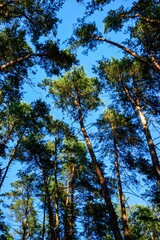 Tall trees. Treetops against the blue sky.