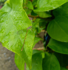green leaf with dew drops