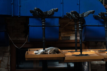 A street cat sleeps on a table during coronavirus lockdown in Istanbul, Turkey