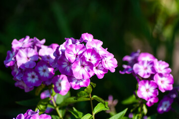 Fototapeta na wymiar Beautiful delicate violet-white phlox flowers with green leaves in the garden on the dark background