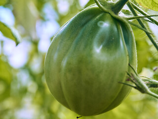 Close up view to the single green tomato on the branch in the garden.