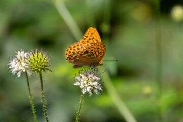 silver washed fritillary butterfly (Argynnis paphia) sitting on a small teasel, also called Dipsacus pilosus or behaarte karde
