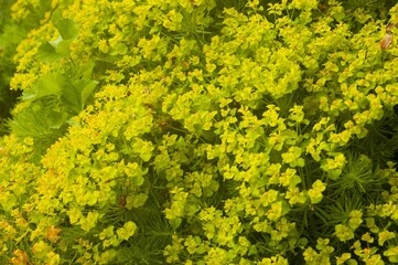 yellow flowers background