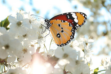 Beautiful plain tiger butterfly on blossoming tree branch, closeup