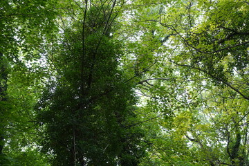 Frische, grüne Blattlandschaft