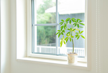 窓際の観葉植物