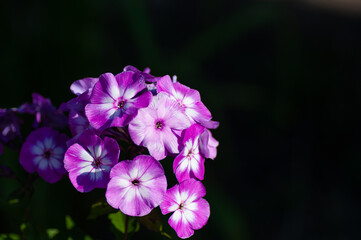 Beautiful delicate violet-white phlox flowers with green leaves in the garden on the dark background