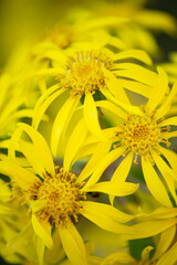 Fototapeta premium ツワブキ群集