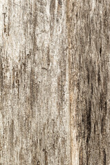 Authentic background of wooden surface as background