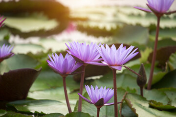 Purple lotus flowers are blooming with sunset