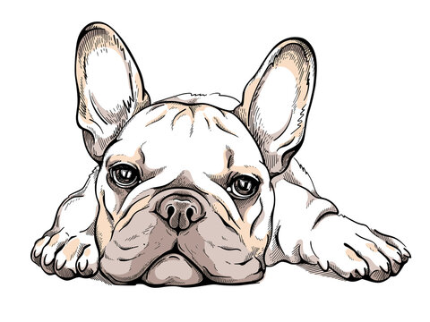 French Bulldog Cartoon Images – Browse 12,796 Stock Photos, Vectors, and  Video | Adobe Stock