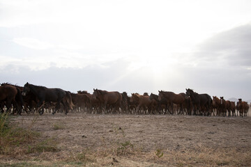Herd of thoroughbred horses. Horse herd run fast in desert dust against dramatic sunset sky. wild horses 