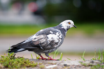 Pigeon in the city. An urban pigeon on the pavement.