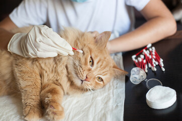 treatment of a wound to a red cat at home. Care for the animals