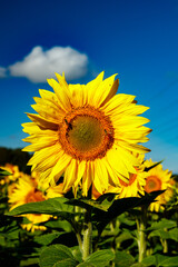 Fototapeta premium Blooming sunflower on a background of blue sky