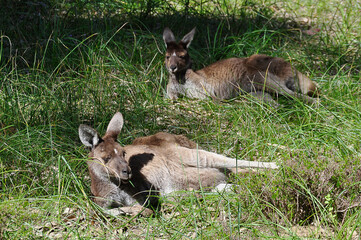 Naklejka na ściany i meble Kangaroos resting and conserving energy in the heat of midday