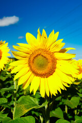 Blooming sunflower on a background of blue sky
