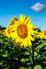 Blooming sunflower on a background of blue sky