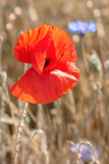 Red and orange poppies, bright blue cornflowers on a field outside. Toned Spring natural background.
