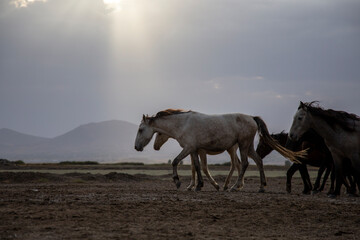 Herd of thoroughbred horses. Horse herd run fast in desert dust against dramatic sunset sky. wild horses 
