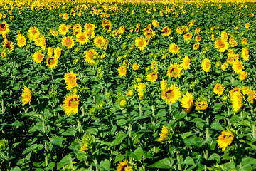 Obraz premium Big field of blooming yellow sunflowers at summer