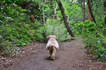 森の中を気ままにリラックスして散歩するワンちゃん