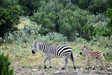 zebra adult mom and baby in the wild