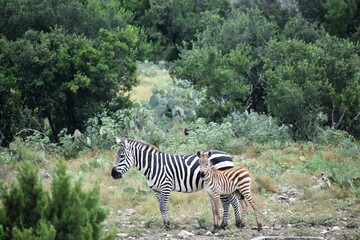 zebra adult mom and baby in the wild
