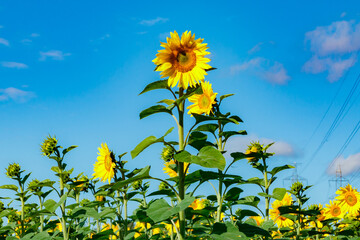 Field of blooming sunflowers on a background of blue sky and power line
