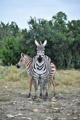 zebra adult mom and baby in the wild