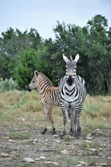 Fototapeta na wymiar zebra adult mom and baby in the wild
