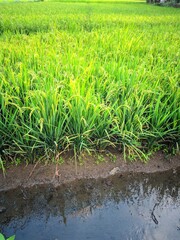 Obraz premium rice field in indonesia