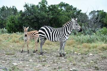 Fototapeta na wymiar zebra adult mom and baby in the wild
