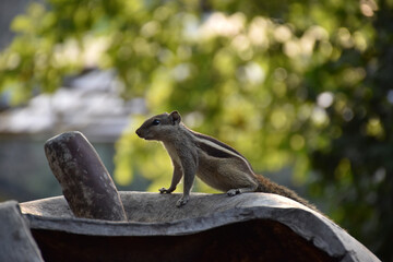Indian three-striped palm squirrel isolated on green blur background. 