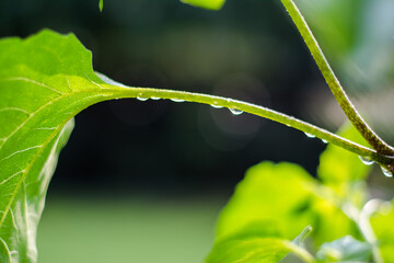 water drops on the plant after the rain, close up of water drop on leaf in fresh natural. 
