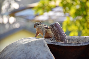Indian three-striped palm squirrel isolated on green blur background. 