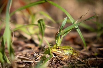  small pond frog sits on the ground between blades of grass