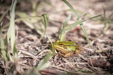  small pond frog sits on the ground between blades of grass