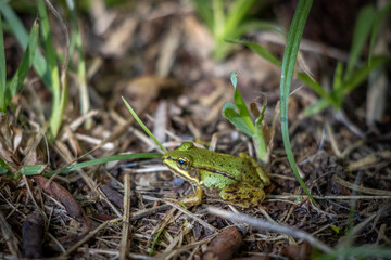  small pond frog sits on the ground between blades of grass