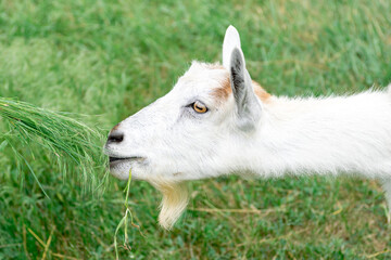 Fototapeta premium goat on the meadow