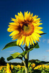 Blooming sunflower on a background of blue sky