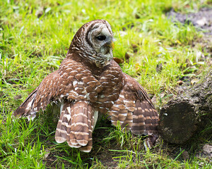 Owl bird Stock Photos. Image. Picture. Portrait. Owl bird perched with spread wings with blur background.