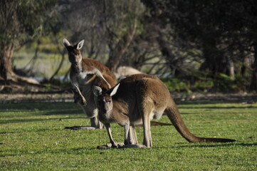 Naklejka na ściany i meble Kangaroo and baby in bushland