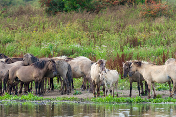 konik hors - konikpaarden © Nora