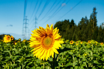 Field of blooming sunflowers on a background of blue sky and power line