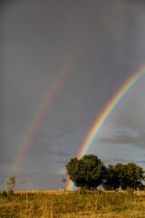 arc en ciel vaches