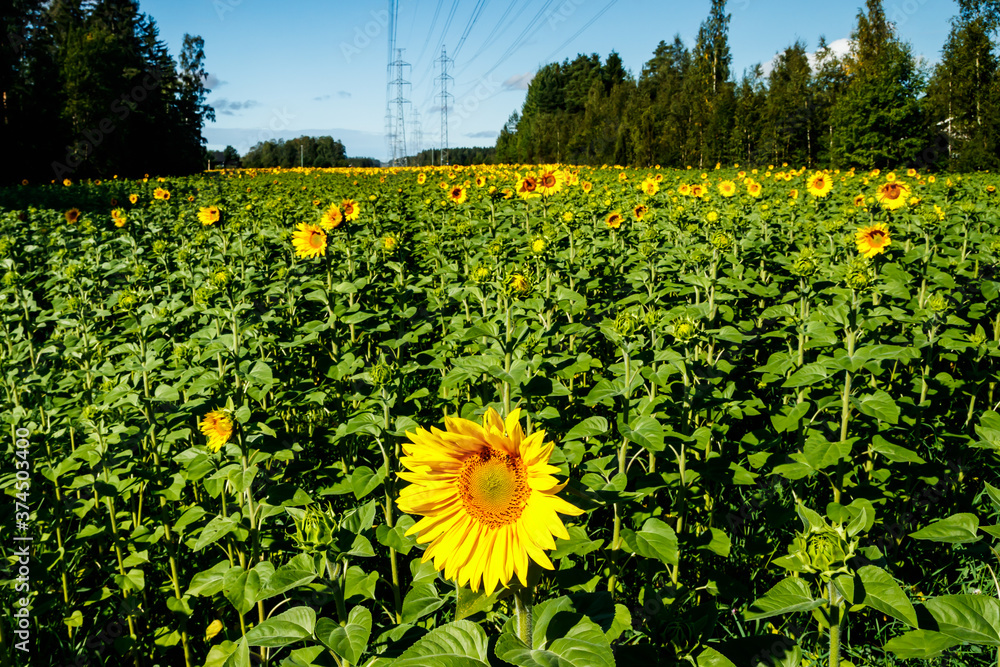 Wall mural field of blooming sunflowers on a background of blue sky and power line