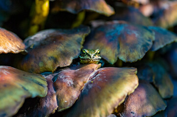 frog - kikker