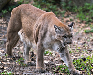 Fototapeta premium Panther Florida stock photos. Panther Florida close-up profile view, foraging with a blur foliage background while displaying body, eyes, nose, paws, tail in its habitat. Picture. Portrait.