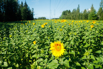 Obraz premium Field of blooming sunflowers on a background of blue sky and power line